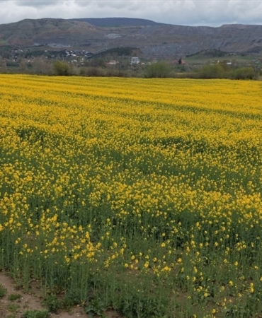 amasyada-kanolalar-cicek-acti-tarlalar-sariya-boyadi-BvYJ7NH9.jpg