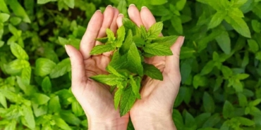 istah-kapatan-bitki-sabahlari-1-2-tane-cigneyin-QVeL7xuf.jpg