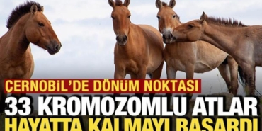 nukleer-facianin-yasandigi-cernobile-getirilen-33-kromozomlu-atlar-hayatta-kaldi-dY9eXvdA.jpg