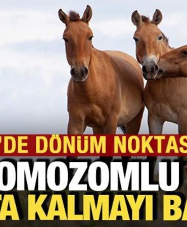 nukleer-facianin-yasandigi-cernobile-getirilen-33-kromozomlu-atlar-hayatta-kaldi-dY9eXvdA.jpg