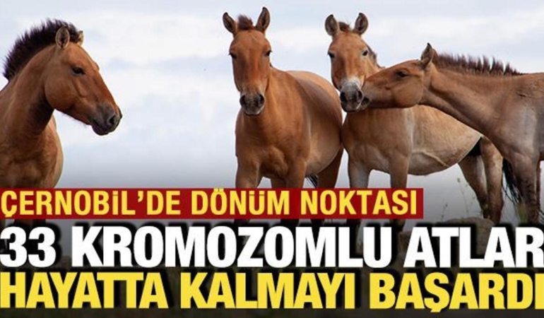 nukleer-facianin-yasandigi-cernobile-getirilen-33-kromozomlu-atlar-hayatta-kaldi-dY9eXvdA.jpg