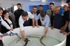 siyah-inci-karadenize-saliniyor-kilosu-90-bin-lira-sayi-30-bini-asti-tymbj24e.jpg