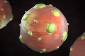 1997den-sonra-yeniden-gundemde-hantavirus-pandemiye-donusur-mu-XwmDeD4S.jpg