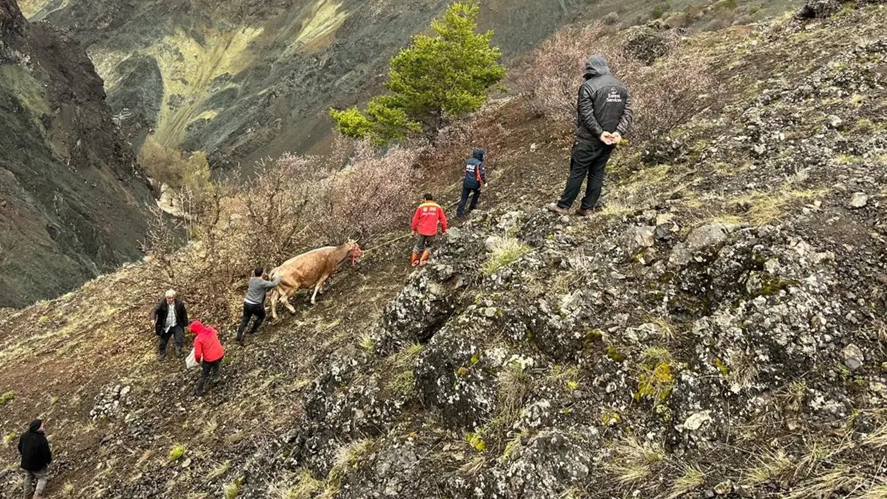kayalikta-mahsur-kalan-inekler-halatla-kurtarildi-GqKjRhPi.jpg